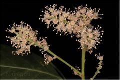 Otonephelium stipulaceum